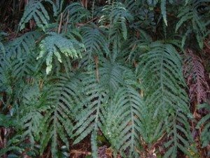 Starr_050107-2831_Phlebodium_aureum