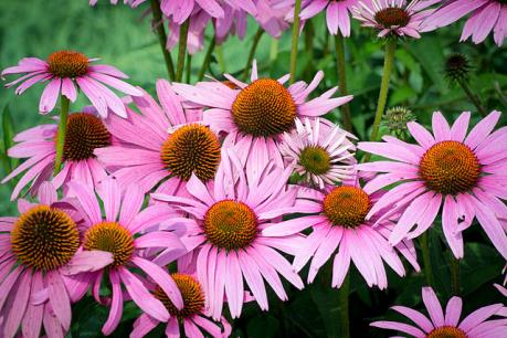 Echinacea purpurea