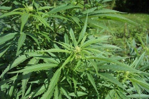 "Cannabis sativa plant (4)" by Chmee2 - Own work. Licensed under CC BY 3.0 via Wikimedia Commons.