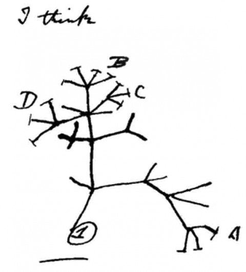 Tree of Life - the first-known sketch by Charles Darwin of an evolutionary tree describing the relationships among groups of organisms (Cambridge University Library).