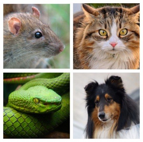 A study found 92% of Traditional Chinese Medicine was contaminated with drugs, heavy metals, or animals including cat, dog, rat and pit viper.