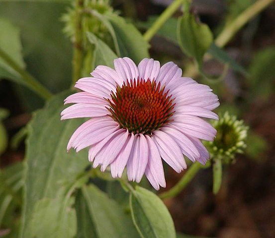 Echinacea purpurea, an ineffective form of treating and preventing colds.