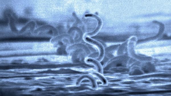 Borrelia burgdorferi, the Lyme spirochete, the bacteria that causes Lyme disease (but not chronic Lyme disease).