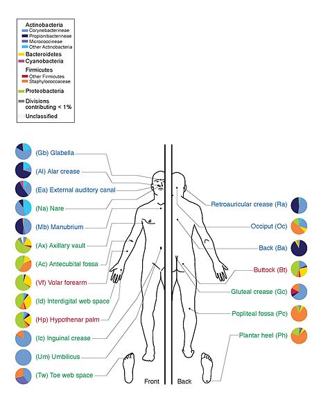 A breakdown of bacterial species from your skin's microbiome. As a favor to
