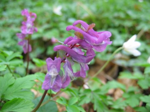 Corydalis. Better than opium?