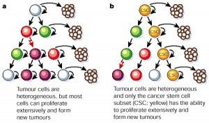 Cancer stem cell