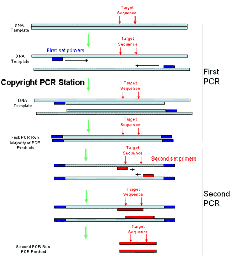 nested-pcr