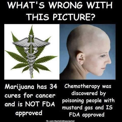 As The New Herbalism Part 2 Cannabis Does Not Cure Cancer