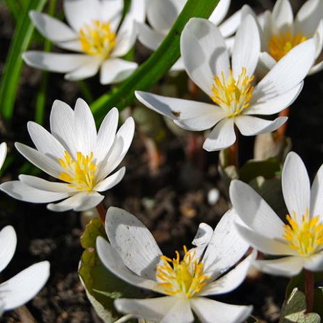 Flowers of the bloodroot plant, Sanguinaria canadensis. You're welcome, I could have used a very different image (warning: gross bordering on horrifying).