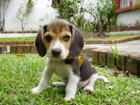 My Chi says my puppy is bad for me and I should get rid of it. I'm keeping the puppy, and getting rid of my Chi instead.