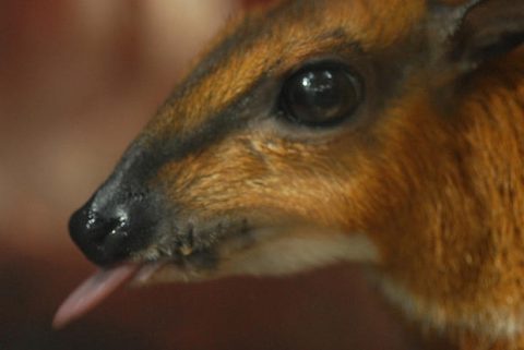 It was a chevrotain.