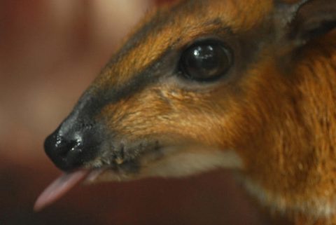 It was a chevrotain. 